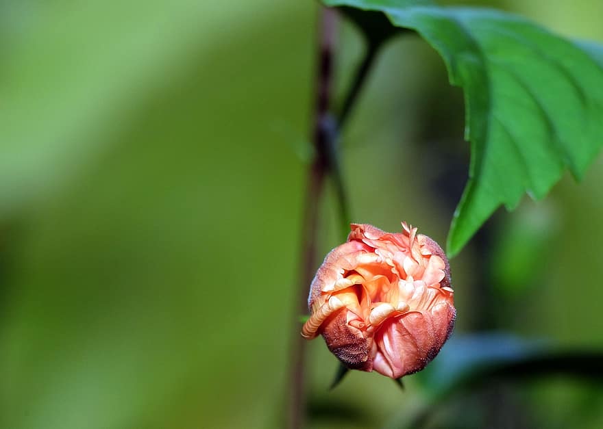 hibiscus bud, floare, înflorit, a închide, frunze, plantă, vară, petală, Culoarea verde, cap de floare, botanică