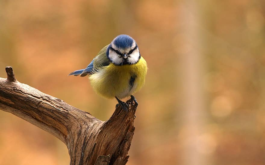 птица, голубая синица, сиська, ветка, певунья, сад, parus caeruleus, Cyanistes Caeruleus, животное, весна