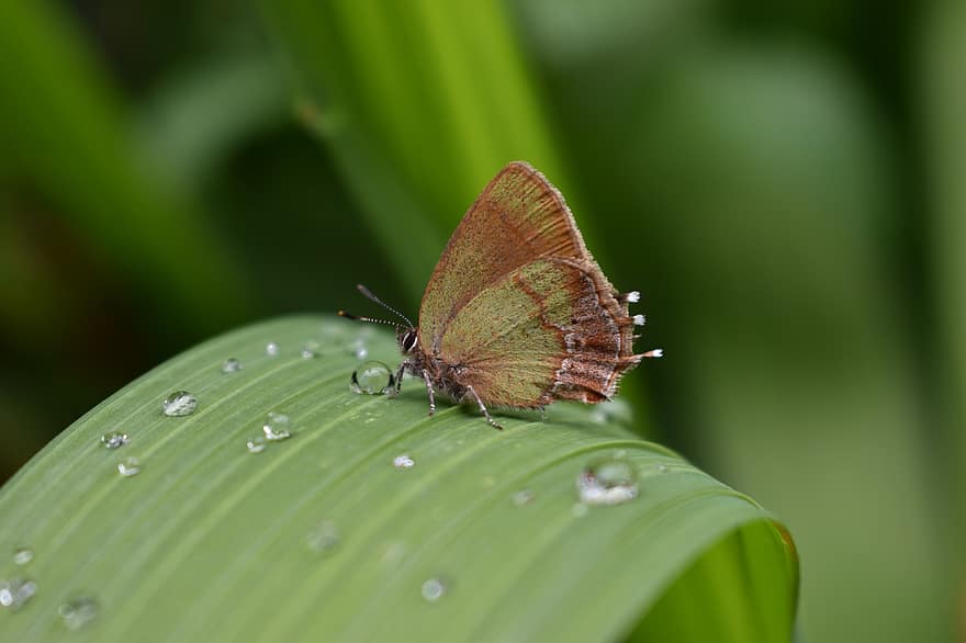 Butterfly, Insect, Wings, Leaves, Foliage, Plants, Dew, Drops, Garden, Fauna, Spring