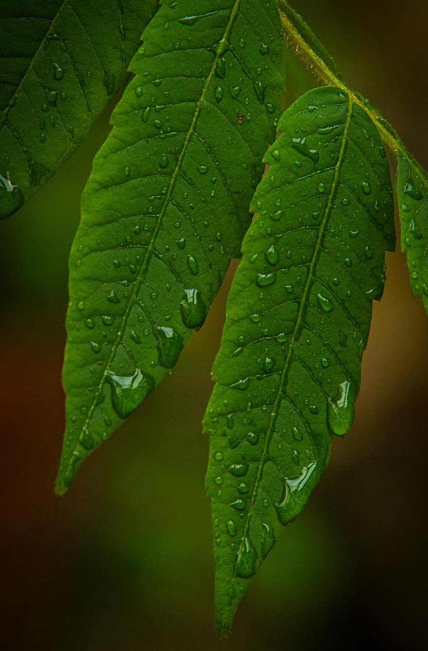 Daun-daun, hujan, urat daun, lembaran, tetesan air, menitik, hijau, basah, setetes air, tanaman, botani