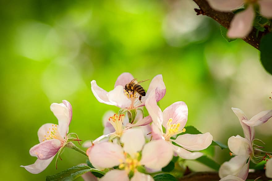 abeille, fleur de pommier, fleurs, insecte, pollinisation, plante, pommier, printemps, jardin, la nature