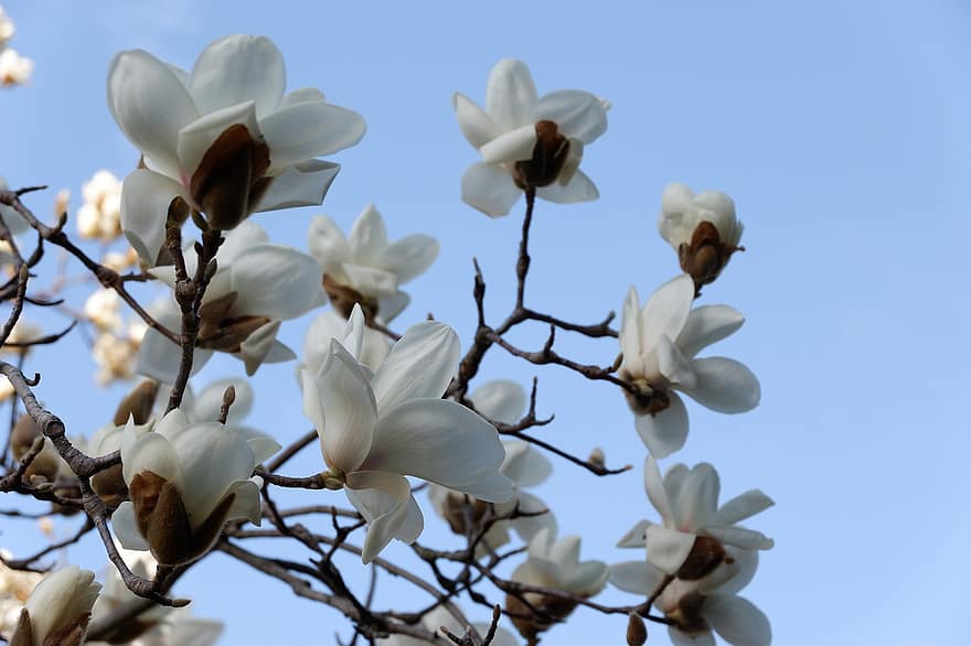 ziedi, yulan magnolia, balti ziedi, magnolija denudata, magnolija, zieds, filiāle, tuvplāns, pavasarī, augu, sezonā