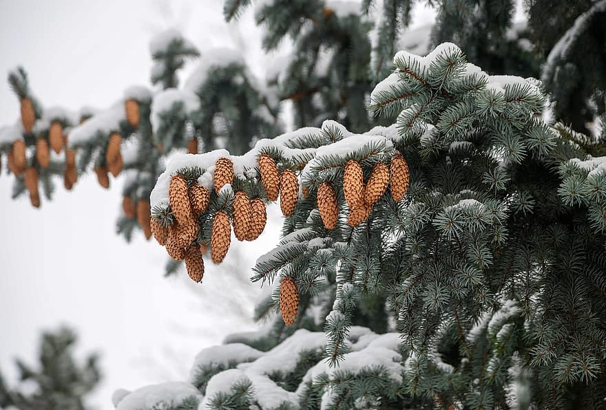 モミの木、針葉樹、松ぼっくり、雪、冬、木、森林、シーズン、閉じる、松の木、ブランチ