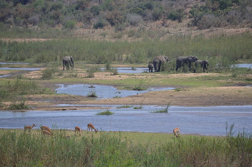 elefant, græsning, antilope, krokodille flod, flod, kruger park, Afrika, dyr i naturen, vand, safari dyr, græs
