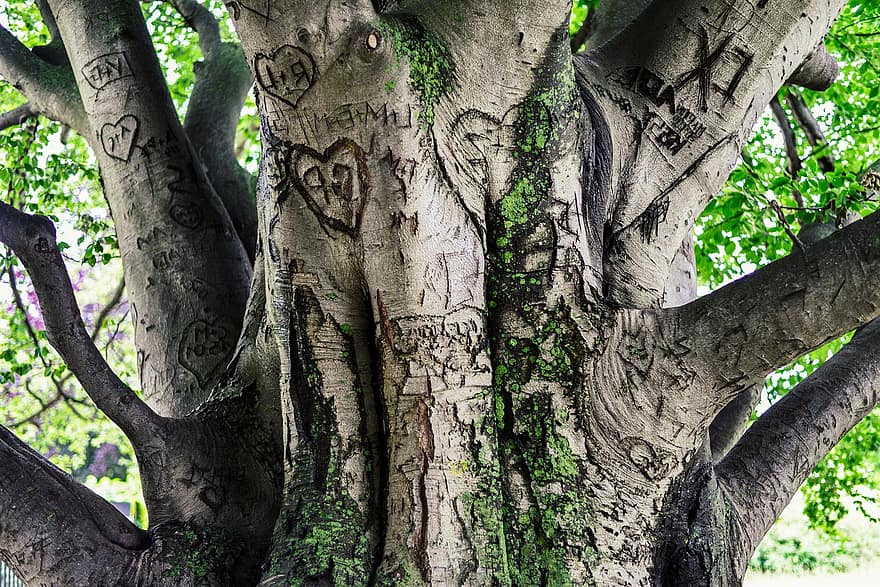 arbre, écorce, vieux, cœur, fidélité, amour, tribu, bois, immortalisé, gravé