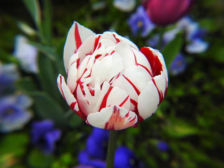 tulipaner, blomst, plante, Dobbelt tidlig tulipan, kronblade, knop, flor, forår, have, natur