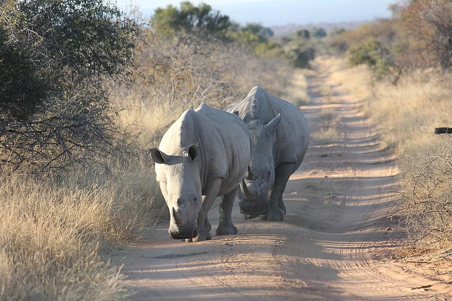 носорог, белый носорог, животные, природа, Африка, находящихся под угрозой исчезновения животных