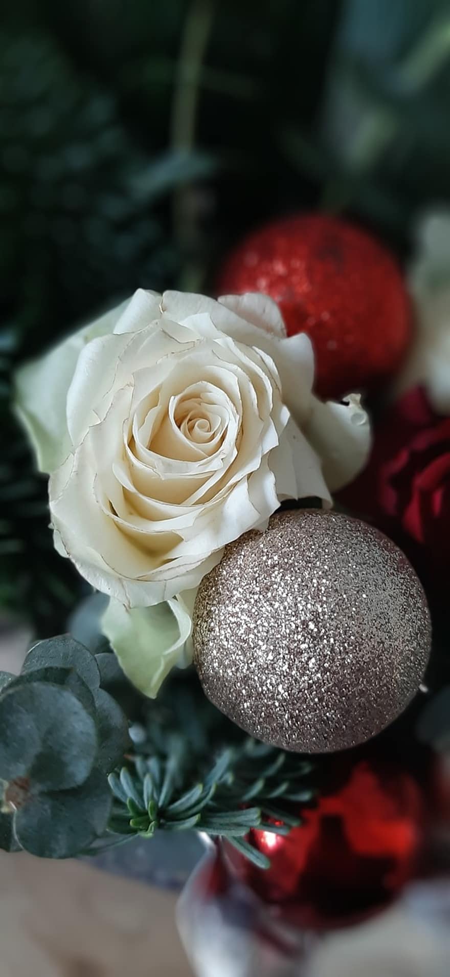 Rose, Weihnachten, Weihnachtskugel, Weihnachtsstück, Blume, Blumen arrangement, Geschenk