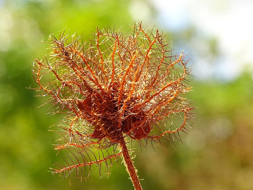 Plant, Dried, Prickly, Seed Head, Seeds, Dried Flower, Withered, close-up, green color, leaf, tree