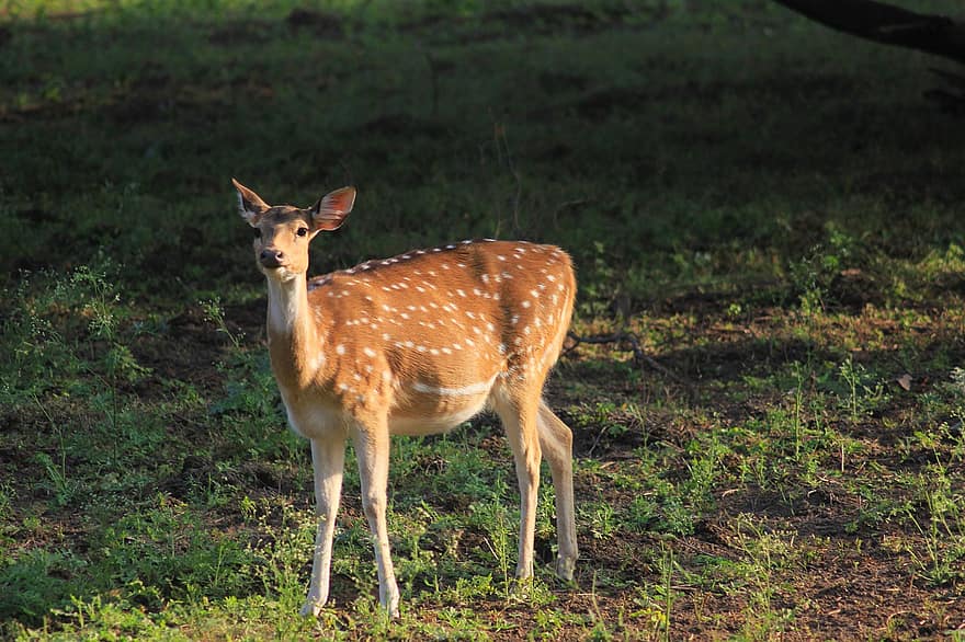 Deer, Fawn, Spotted, Chital, India, Wild, Mammal, Wildlife, Animal, Nature, Spots