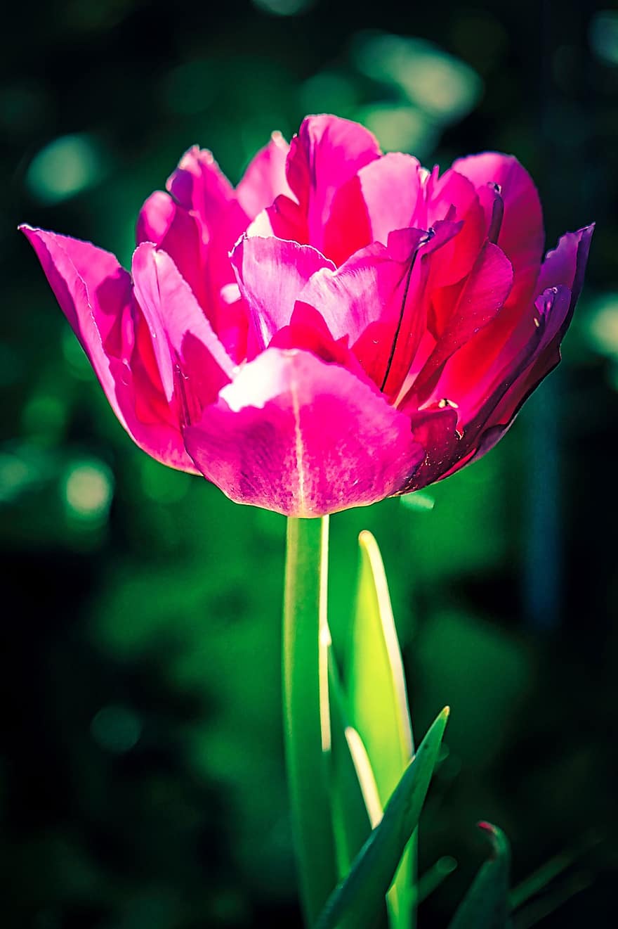 tulipe, fleur, printemps, avril, parterre de fleurs, Floraison, tulpenbluete, plante, la nature, jardin, coloré
