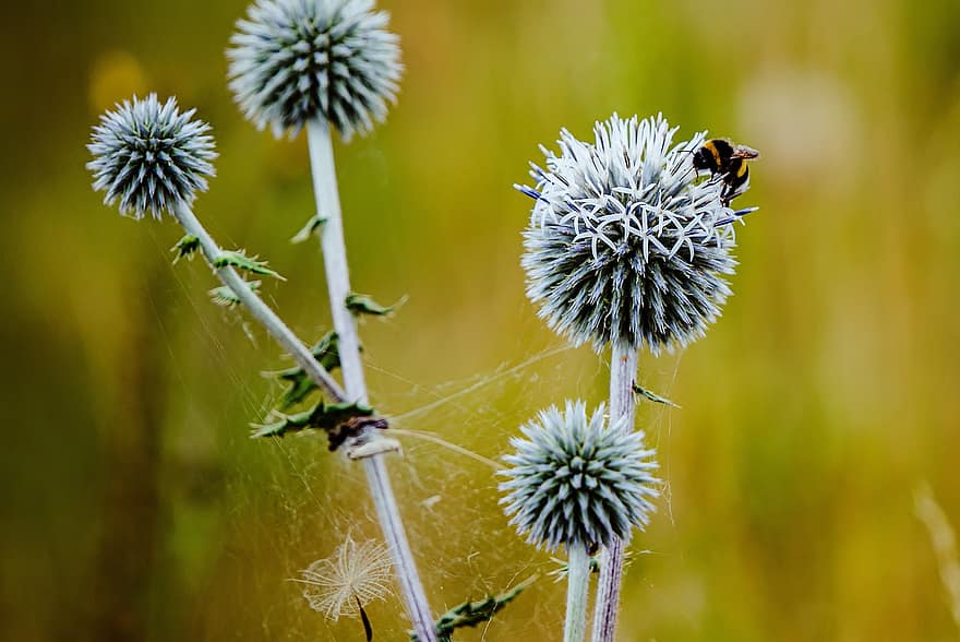bumblebee, หนาม, ดอกไม้, แมลง, ธรรมชาติ, ปลูก, บอลทิสเซิล, ฤดูร้อน, เบ่งบาน, การผสมเกสรดอกไม้, ดอก