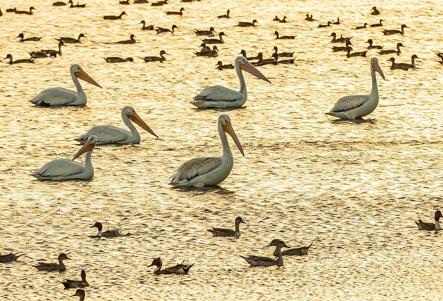 balti pelikāni, ganāmpulka, pīles, putni, pelikāni, putnu saimes, Pelicans ganāmpulks, pīļu pīles, peldēšana, wading, putnus