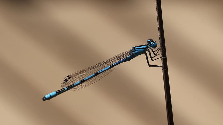 libélula, alas, insecto, azul, naturaleza, animal