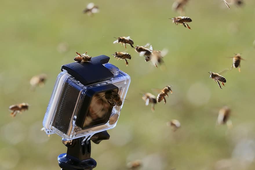 Go Pro, Bees, Onsects, Camera, Action Camera, Hymenoptera, Bee Farm, Winged Insects, Beekeeper, Recording, Beekeeping