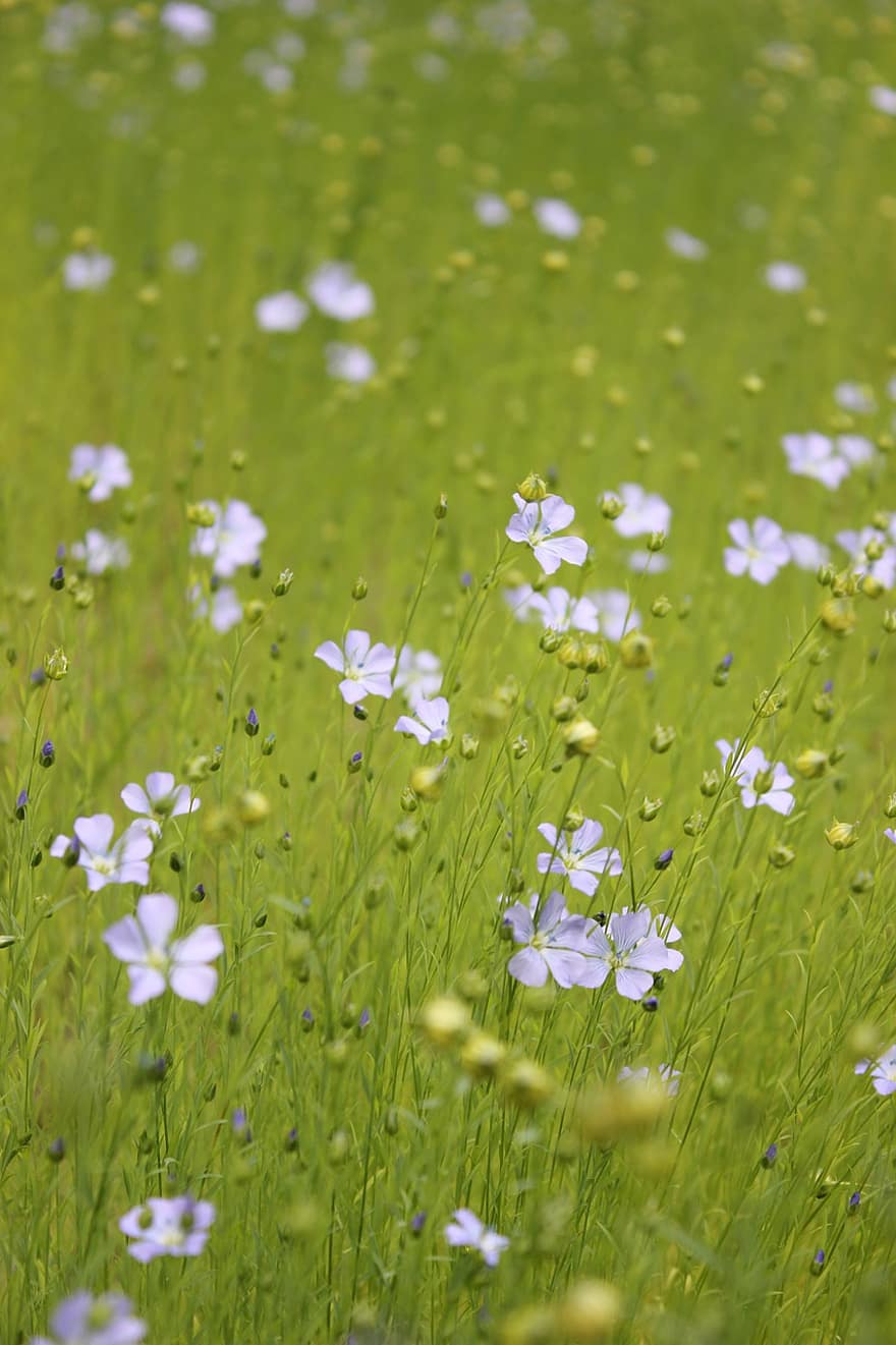 цветя, White Leins, ливада, поле, ливадни цветя, разцвет, цвят, флора, растения