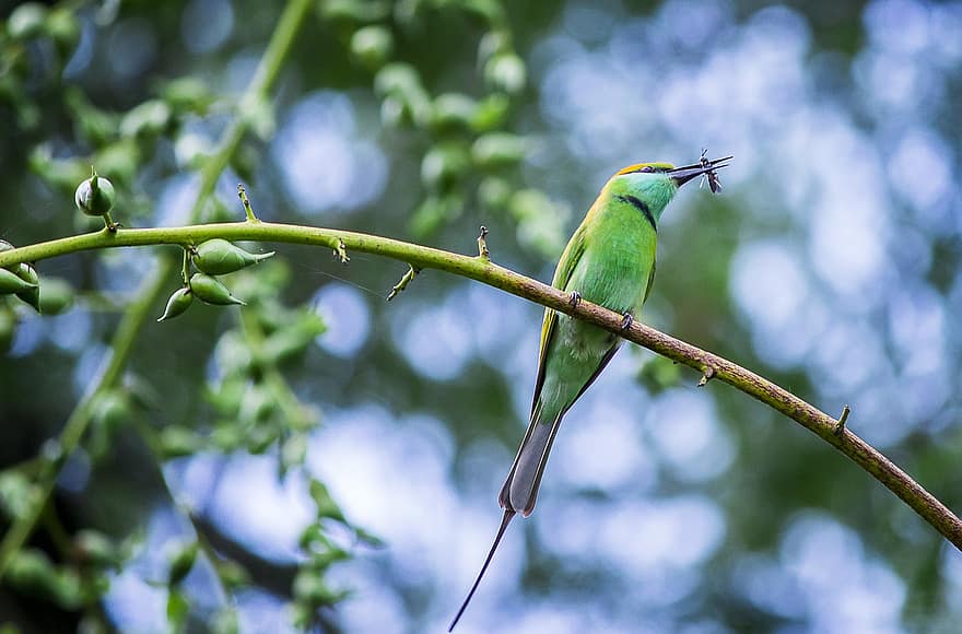 Bird, Asian Green Bee-eater, Ornithology, Species, Fauna, Avian, Animal, Wildlife, Beak, branch, close-up