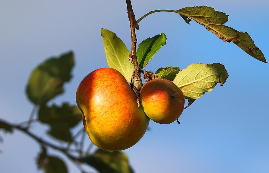 manzanas, frutas, árbol de manzana, maduro, sano, vitaminas, rama, huerta