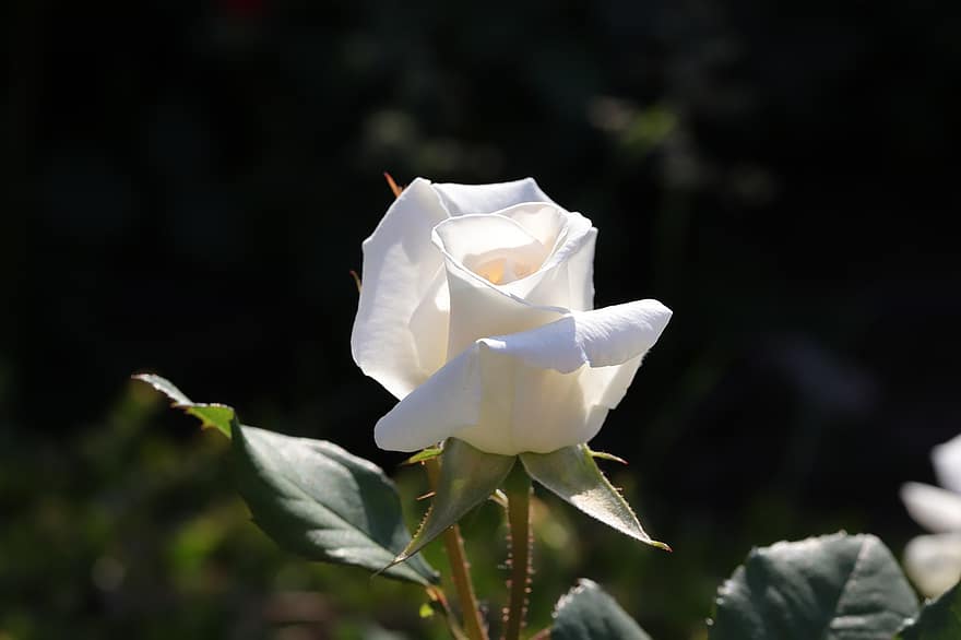 Trandafir alb, Trandafir, floare albă, floare, primăvară, floare de primavara, a închide, plantă, frunze, petală, cap de floare