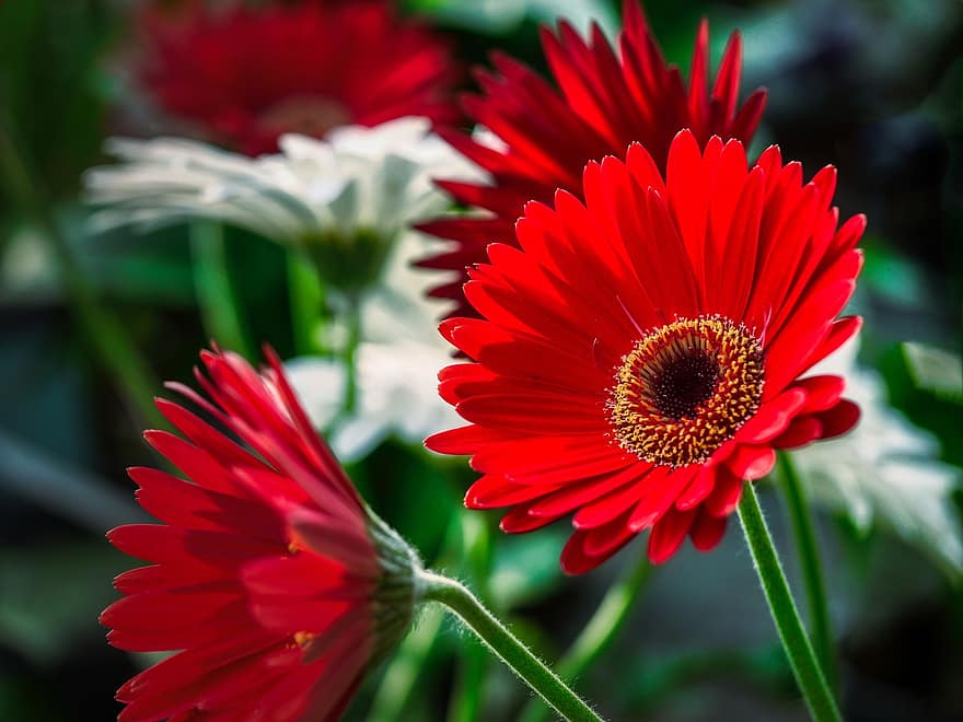 Gerbera, Transvaal Daisy, Red Flowers, Bouquet, Asteraceae, Flowers, Bloom, Blossoms, Nature, Flora, Plant
