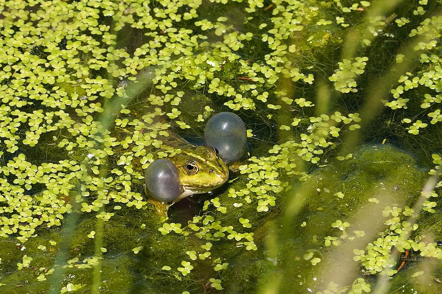 Frog, Noisy, Bubble, Croak, green color, amphibian, water, pond, animals in the wild, close-up, toad
