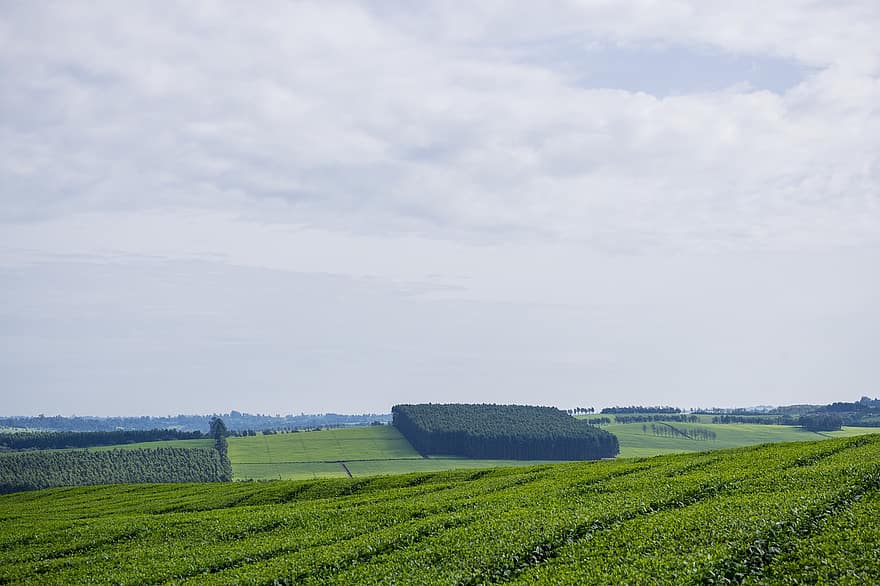 مزارع الشاي ، الزراعة ، كينيا ، طبيعة ، الجانب القطري ، قروي