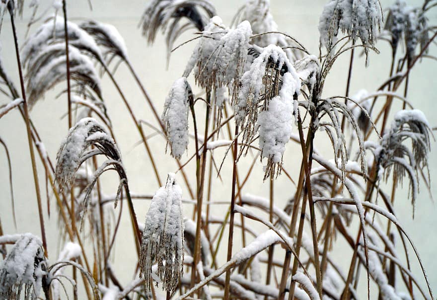 sníh, trávy, zimní, Příroda, zasněžený, mráz, mrazivý