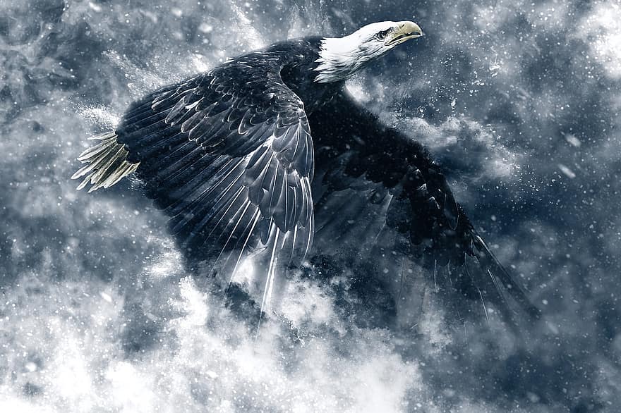 орел, сніг, крила, політ, летить орел, тварина, птах, Адлер, тваринний світ, природи, Білоголовий орлан