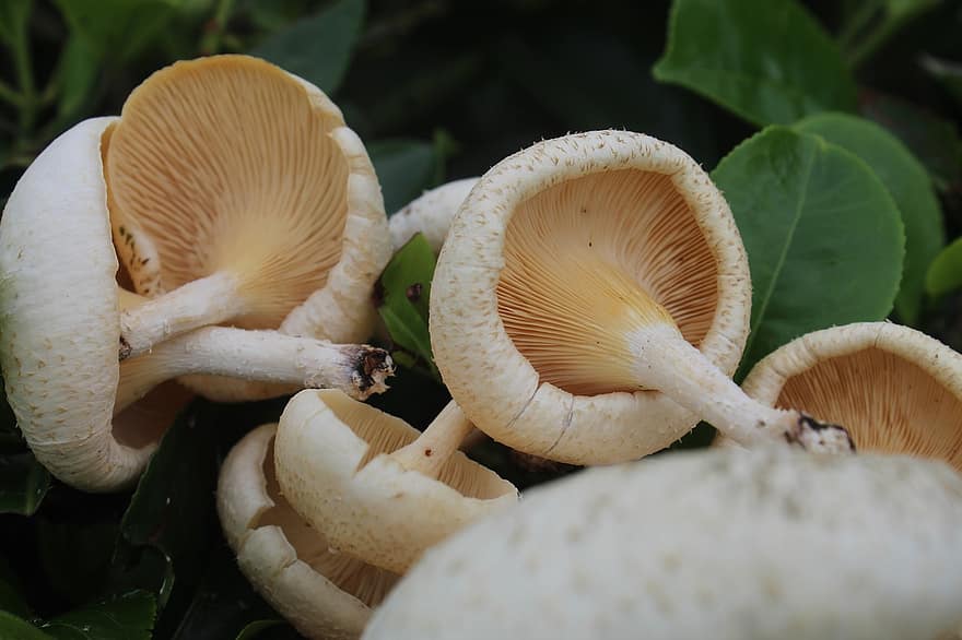 Mushrooms, Wild Mushrooms, Forest Mushrooms, Fungi, Mycology, Nature, Close Up, close-up, fungus, freshness, food