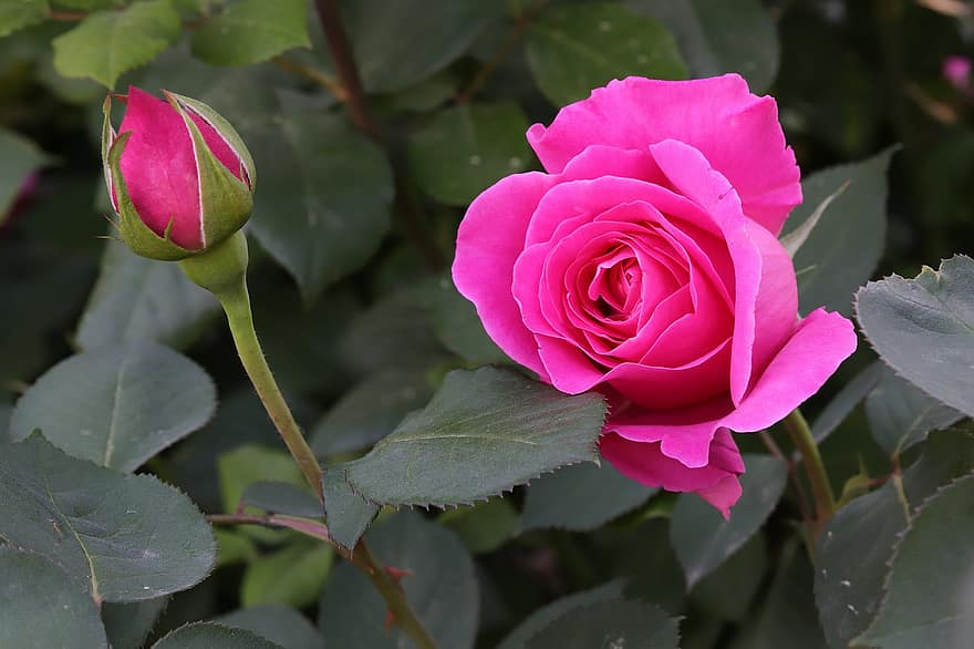 Rosa, flor, primavera, planta, brote, Rosa rosada, flor rosa, floración, flor de primavera, jardín, naturaleza