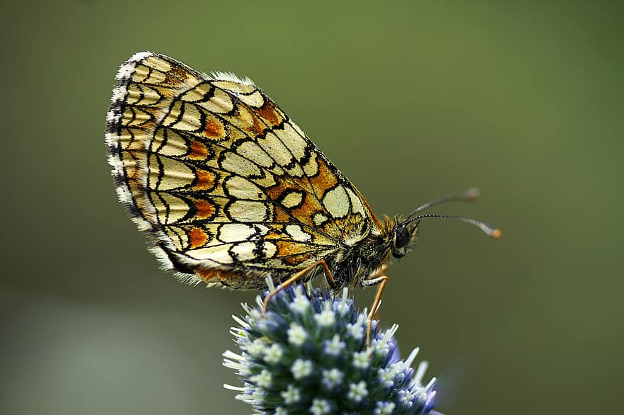 Butterfly, Insect, Flower, Fritillary, Wings, Plant, Garden, Nature, close-up, macro, multi colored