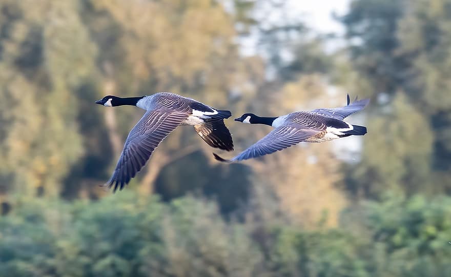 Canada Geese, Flying Canada Geese, Flying Birds, Geese, Waterfowls, animals in the wild, beak, feather, flying, goose, blue