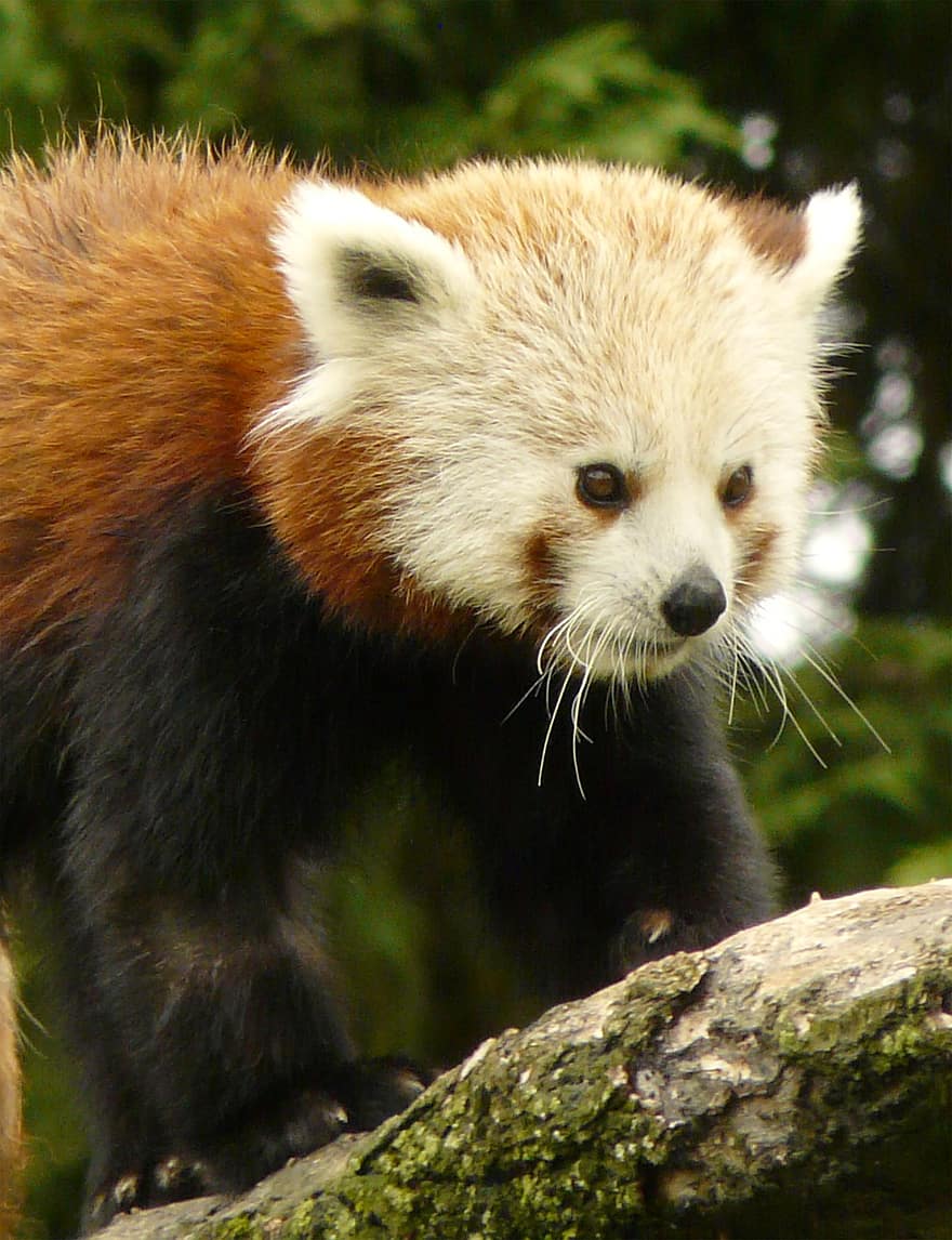 червена панда, животно, животни в дивата природа, сладък, едно животно, гора, панда, застрашени видове, козина, едър план, изглед отпред