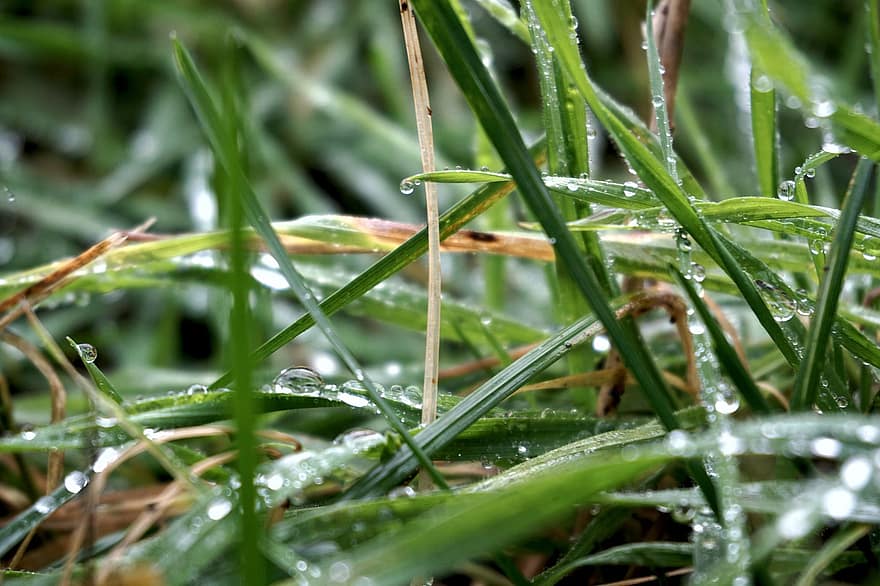 gras, druppels, regen, tuin-, gazon, groene kleur, detailopname, fabriek, blad, versheid, zomer