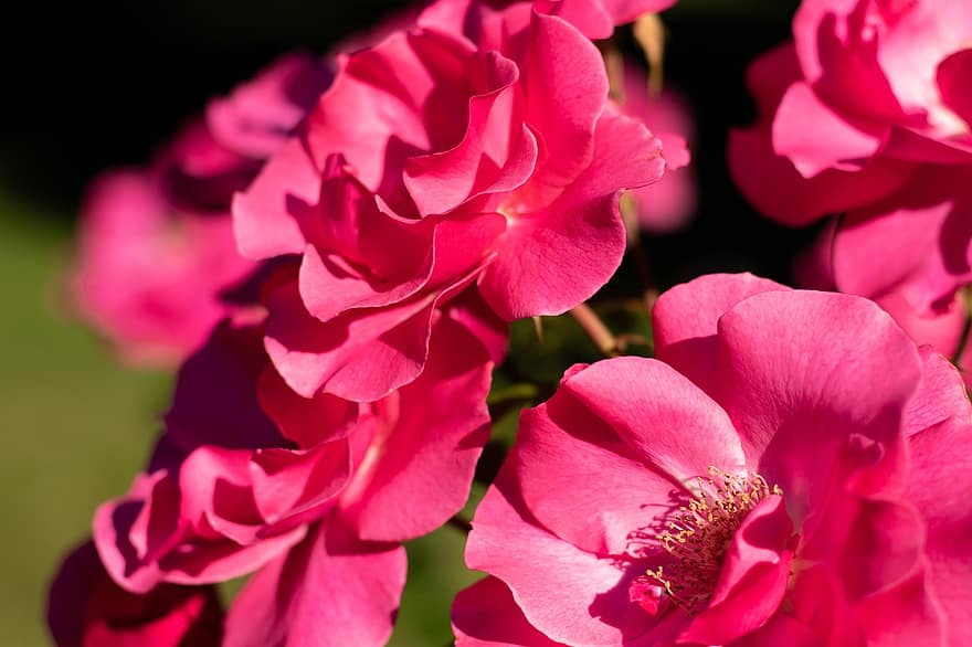 Rosa, цветя, тичинките, розови рози, листенца, разцвет, цвят, флора, градина, цветарски, ботаника