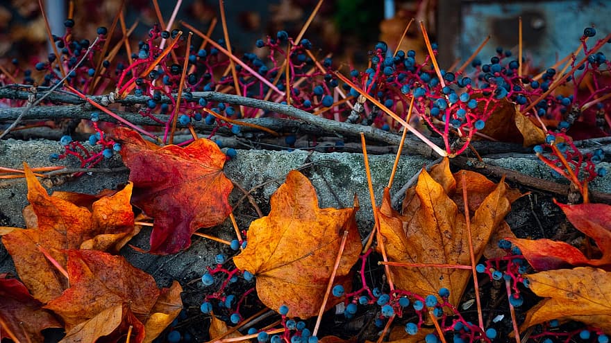 jesień, odchodzi, listowie, jesienne liście, kolory jesieni, sezon jesienny, spadek liści, spadek kolorów, pomarańczowe liście, las