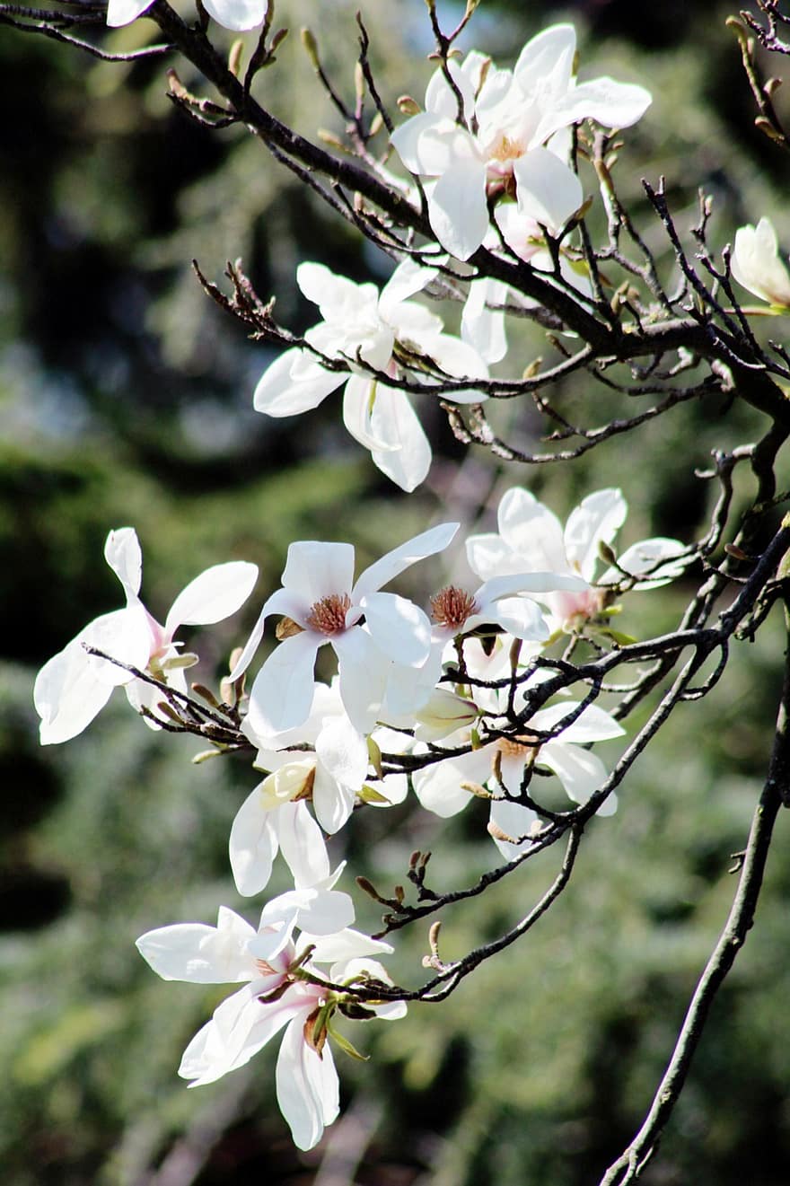 magnolia, blomster, tre, grener, petals, blomst, flora, vår, hage, natur, gren