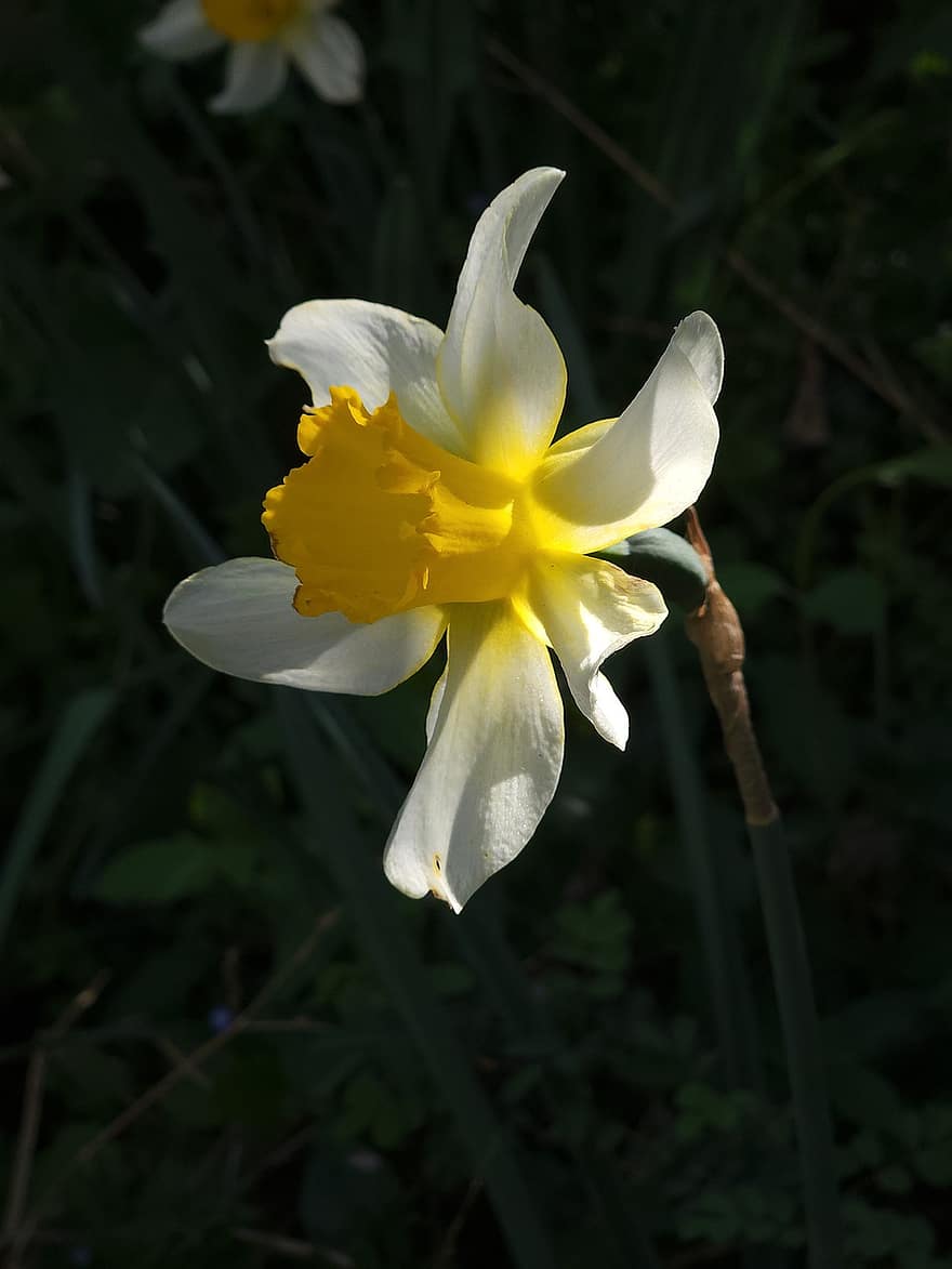 Flower, Daffodil, Bloom, Blossom, Petals, Growth, Macro, Nature