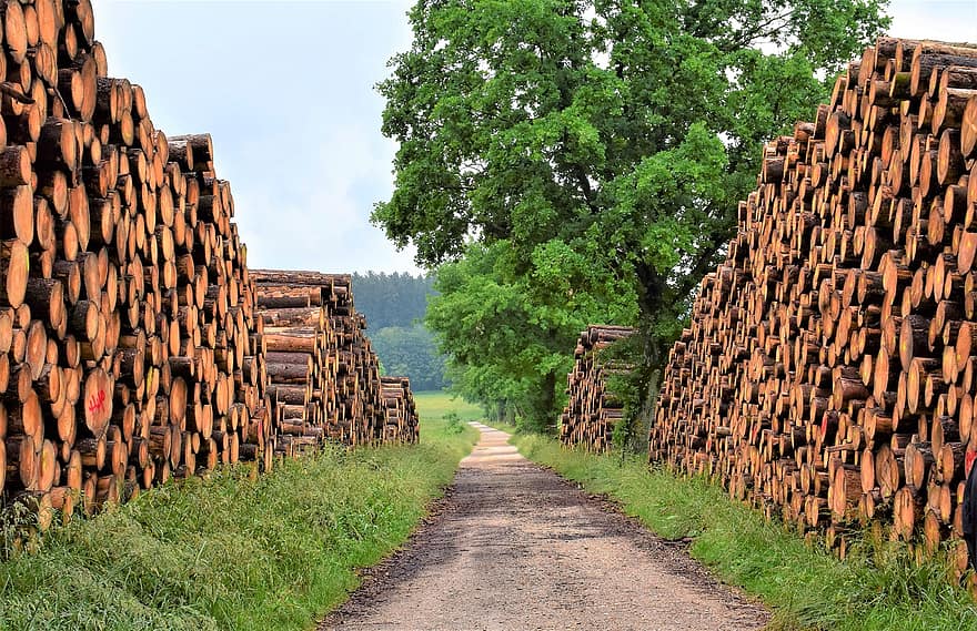 legna, industria del legname, foresta, tronchi d'albero, natura, ambiente, primavera, lavoro di legno, casi, sega, costruire