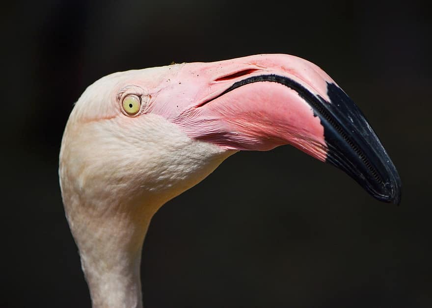 putns, flamingo, knābis, putnu portrets, flamingo portrets, rozā putns, rozā spalvas, Rozā lapotne, savvaļas dzīvnieki