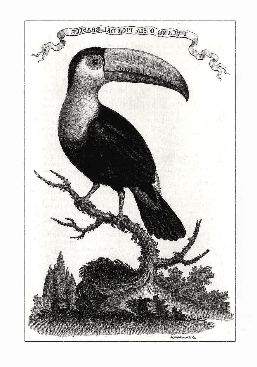 toucan, oiseau, brésilien, volaille, plumes, ailes, le bec, antique, ancien, éphémère, gravure