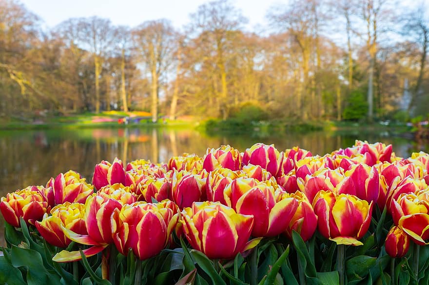 tulipaner, blomster, hage, natur, vår, blomst, blomstre, tulip hage, blomsterhage, planter, flora