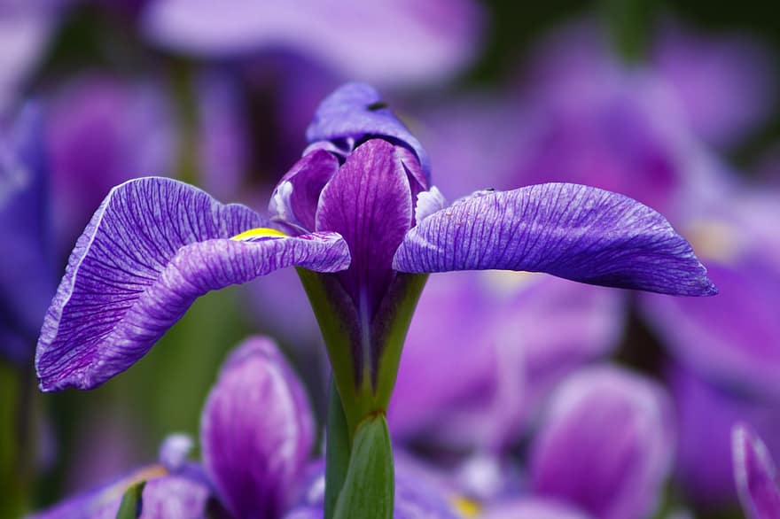duhovky, iris květina, fialové květy, fialové okvětní lístky, květ, flóra, Příroda, květiny, nachový, okvětní lístky, rostlina