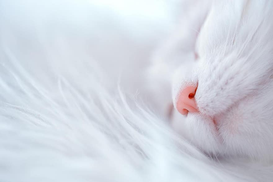 котка, сън, спяща котка, пухкав, сладка, ангорска вълна, сняг, замечтан, домашни любимци, коте, сладък
