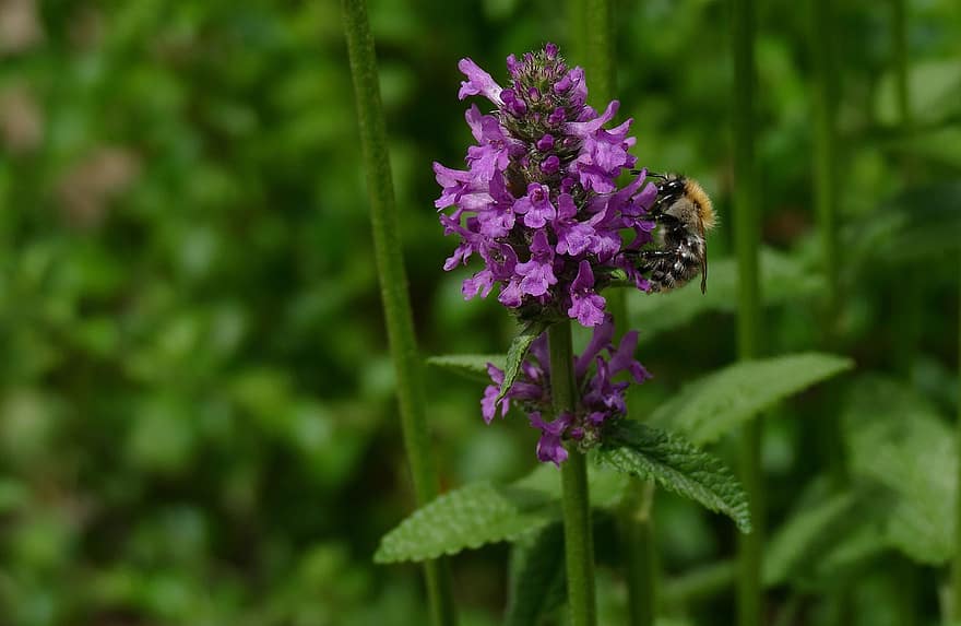 Stachys Hummelo, Bee, Garden Flower, Insect, Blossom, Bloom, Summer, Plant, Macro