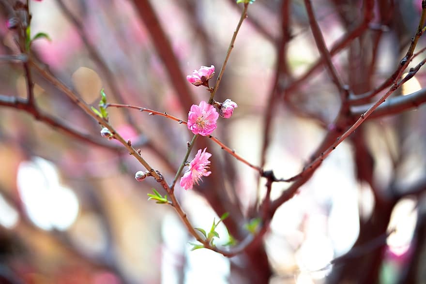 сакура, квіти, цвітіння вишні, рожеві пелюстки, пелюстки, цвітіння, флора, весняні квіти, природи
