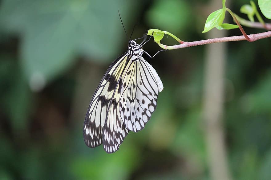 Duży motyl nimfa drzewna, motyl, Oddział, owad, skrzydełka, roślina, Natura, makro