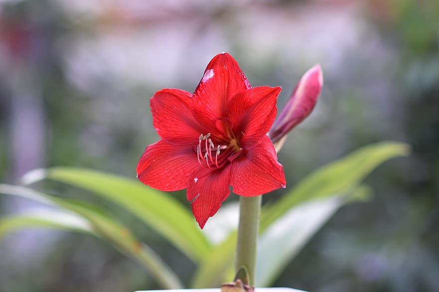 Lily của thung lũng, nở hoa