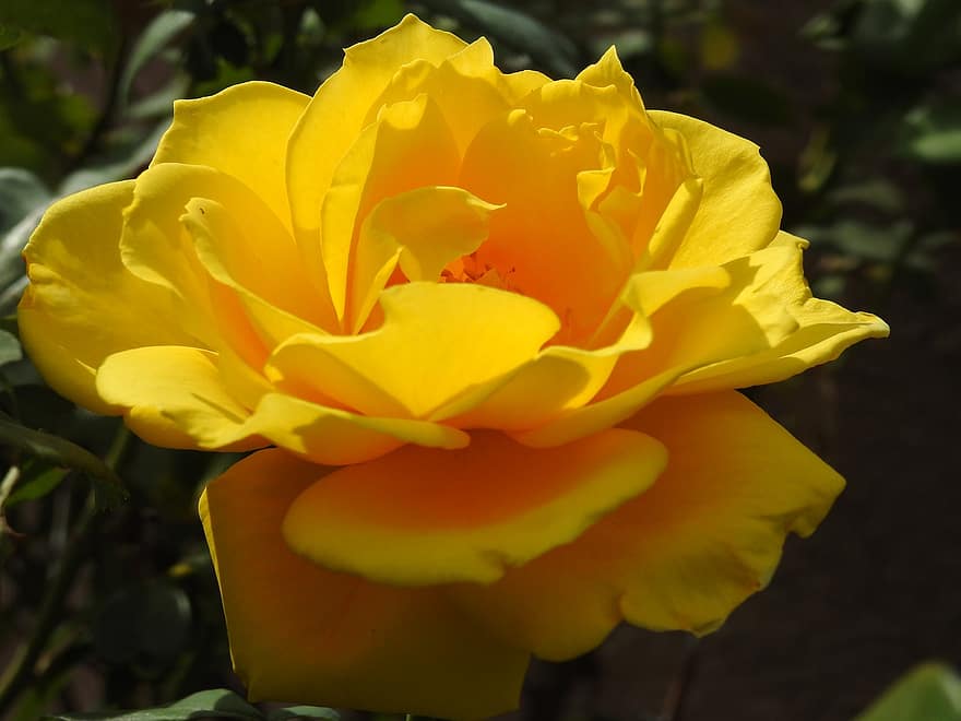 Rose, fleur, Une rose jaune, fleur de rose, pétales, pétales de rose, Floraison, flore, plante, la nature