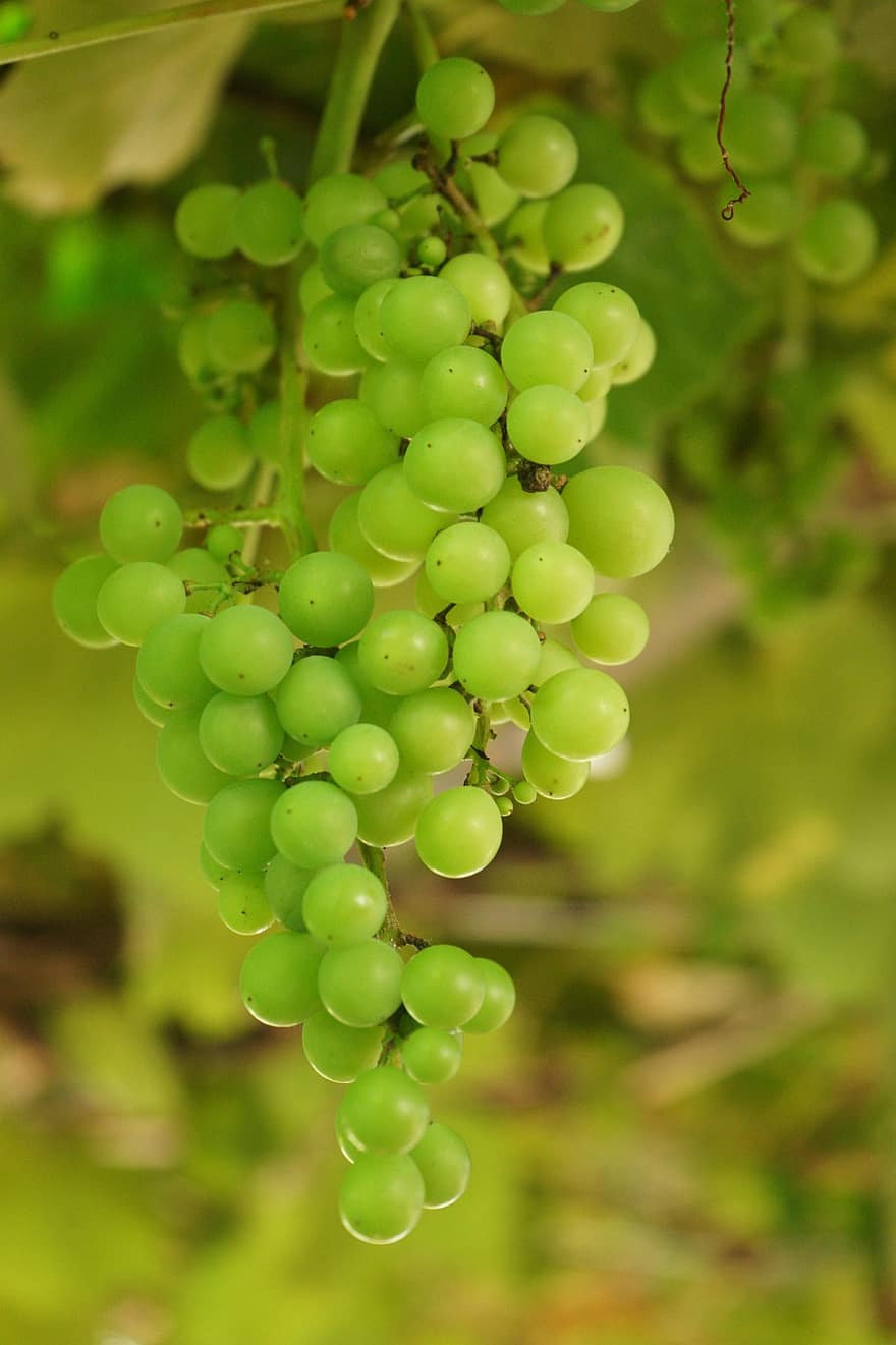 szőlő, zöld, gyümölcsök, friss, érett, zöld szőlő, friss szőlő, érett szőlő, borászati, szőlőművelés, Rebstock